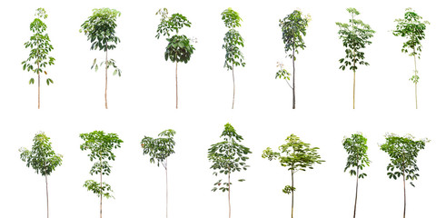 Collection of Isolated rubber Trees on white background ,beautiful trees from Thailand, isolated white background , Suitable for use in architectural design , Decoration work 