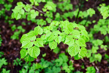 Lush green leaves of a linden tree on a branch.