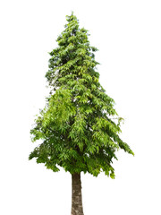 Isolated trees on white background