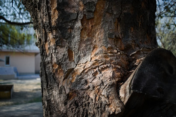 A tree with a brownish-pink tinge and gray bark. With an old knot cut.