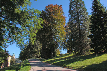 Bäume an der Greinburg