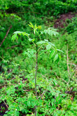 Ash - young tree with fresh leaves.