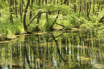 Pond in marsh, Tata