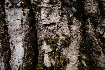 The cracked gray bark of an old tree, overgrown with moss with a pronounced structure, shimmering in the rays of the sun.