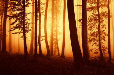 forest sunset magical autumn landscape