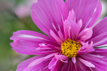 Pink flower close up. Floral background.