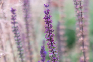 Romantic pink floral background. Flower field.