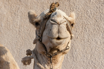 Portrait of a dromedary camel with head collar.