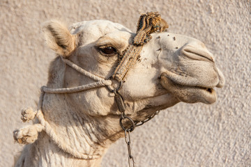 Portrait of a dromedary camel with head collar.