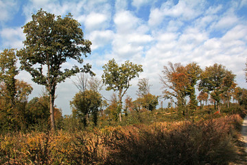 Bäume im Leitha-Gebirge