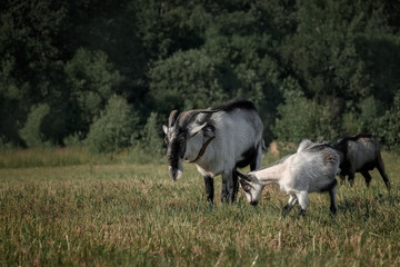 Naklejka na ściany i meble Alpine goat in countryside