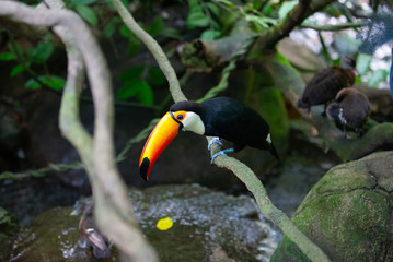 Fototapeta premium Toucan perched on branch