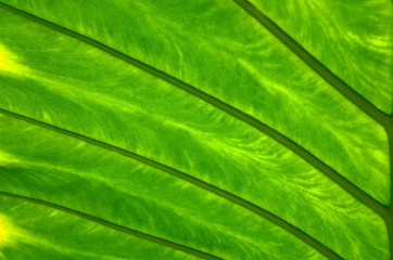 Green tropical leaf background texture with copy space for design.Rainforest exotic tree natural pattern.Selective focus.