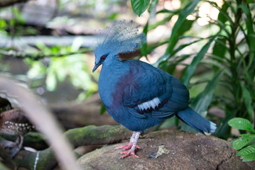 blue bird of paradise