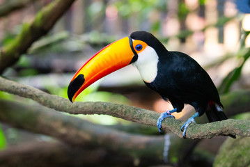 Toucan perched on branch