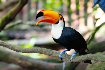 Toucan on a branch with its beak open, head raised up