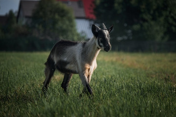Alpine goat in countryside
