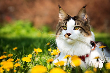 Maine Coon Cat with Dandelions