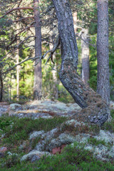 Dense pine forest with stones covered with blue moss, Aland islands, Finland