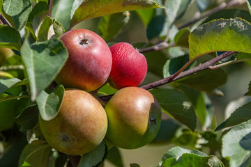The ripe red apples on an apple-tree branch in an orchard at summer time, selective focus