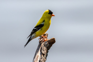 Goldfinch on a limb