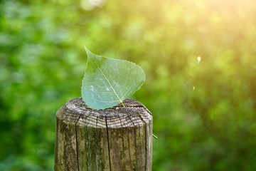 green tree leaf textured in the nature, green background