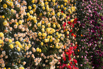 あしかがフラワーパーク　バラ