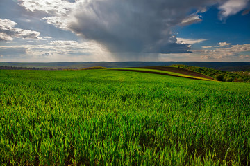 Green field of young wheat in early summer with cloudy sky before the rain