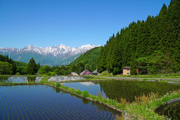 北アルプスと水田（青鬼集落）