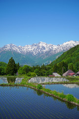 Fototapeta premium 北アルプスと水田（青鬼集落）