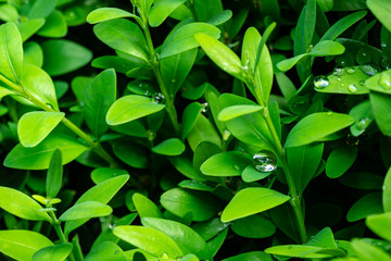 Close-up of large raindrop splashed in bright young green foliage of boxwood Buxus sempervirens as the perfect backdrop for any natural theme. Boxwood wall in natural conditions. Selective focus - obrazy, fototapety, plakaty