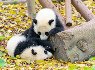 Two little pandas playing on the ground and gnawing bamboo shoots