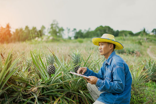 Businessman farmer holding tablet for checking in pineapple field. Smart farmer concept use technology internet and information for