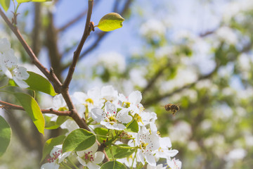 Bee collects nectar from white flowers of pear tree in late spring
