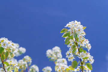 Blooming white pear tree flowers in late spring against the blue sky