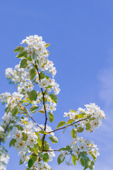 Blooming white pear tree flowers in late spring against the blue sky