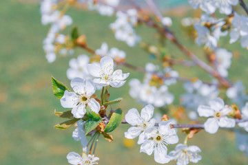 Fototapeta na wymiar Flowering white pear tree flowers in late spring