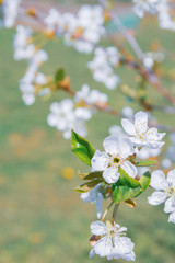 Flowering white pear tree flowers in late spring