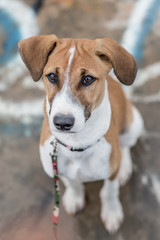 Top view of a dog on the street