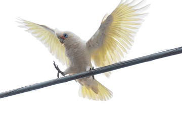 Bird in a wire isolated on a white background. Image of a white cockatoo just about to land on an...