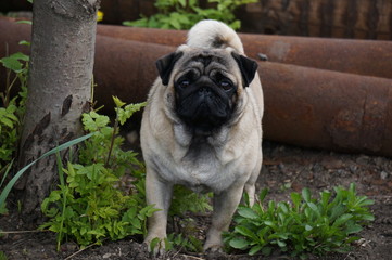 Obraz premium Funny pug in the garden with flowers