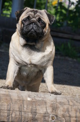 Obraz premium Sweet pug in the garden