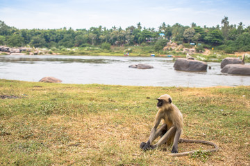 Indian langur next to a river in Hampi, India