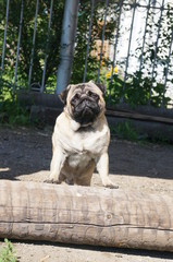 Obraz premium Sweet pug in the garden