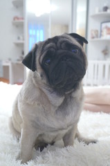 Obraz premium Lovely dog on the bed