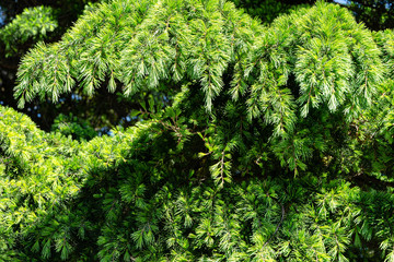 Close-up of young brightly green needles of Himalayan cedar (Cedrus Deodara, Deodar) growing on Black Sea coast in city Tuapse. Selective focus. Beautiful natural green background for any designs