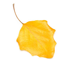 Naklejka premium One yellow autumn birch leaf isolated on white background. Falling foliage. Flat lay, top view, creative concept