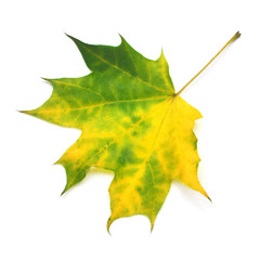 Autumn yellow and green maple leaf isolated on white background. Falling foliage. Flat lay, top view, creative concept