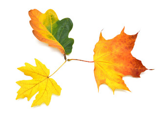 Heap beautiful multicolored autumn maple and oak leaves isolated on white background. Falling foliage. Flat lay, top view, creative concept
