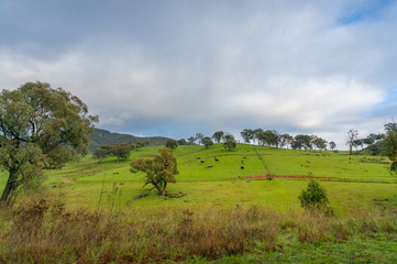 Fototapeta na wymiar Countryside landscape with green grass and farm animals